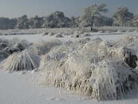 NL, Noord-Brabant, Alphen-Chaam, Strijbeekse Heide, Langven 7, Saxifraga-Jan van der Straaten